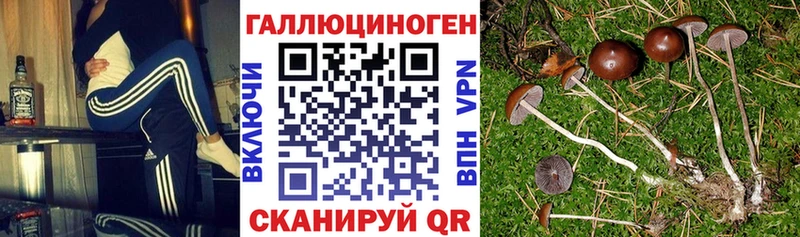 Псилоцибиновые грибы GOLDEN TEACHER  Уржум 